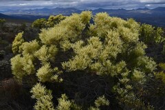 Leucadendron salignum