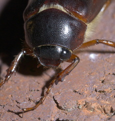 Phyllophaga