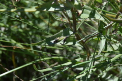 Castilleja unalaschcensis