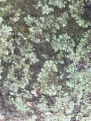 Lecanoromycetidae
