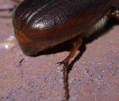 Phyllophaga