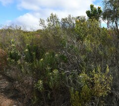 Leucospermum pluridens