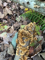 Stereum gausapatum