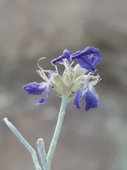 Psorothamnus scoparius