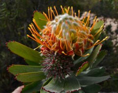 Leucospermum pluridens