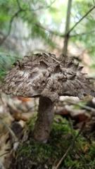 Strobilomyces strobilaceus