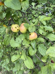 Malus prunifolia