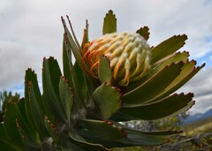 Leucospermum pluridens