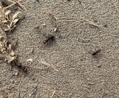 Formica obscuripes