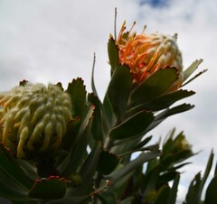 Leucospermum pluridens