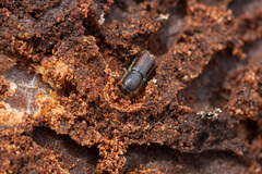 Ips typographus