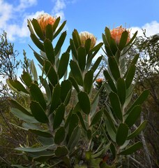 Leucospermum pluridens
