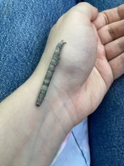 Parallelia bistriaris