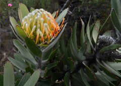 Leucospermum pluridens