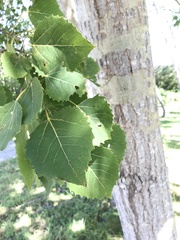 Populus grandidentata