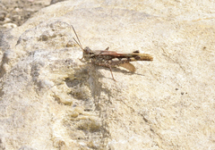Acrotylus insubricus