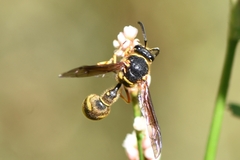 Eumenes crucifera