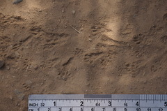 Perognathinae