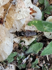 Therevidae