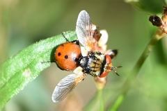 Gymnosoma
