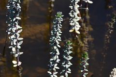Hippuris tetraphylla