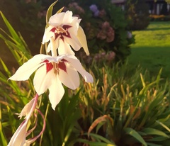 Gladiolus murielae