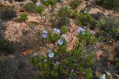 Lobostemon fruticosus