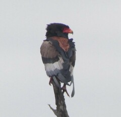 Terathopius ecaudatus