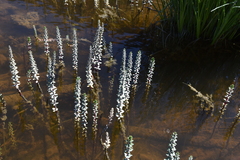 Hippuris tetraphylla