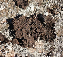 Umbilicaria hyperborea hyperborea