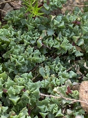 Oscularia deltoides