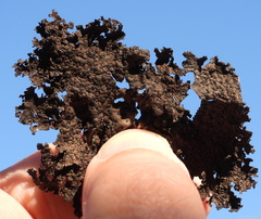 Umbilicaria hyperborea hyperborea