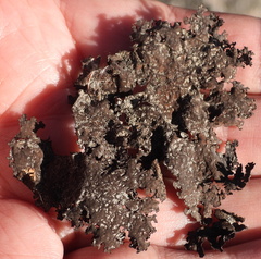 Umbilicaria hyperborea hyperborea