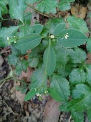 Euphorbia montereyana