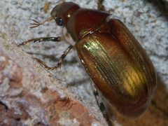 Callistethus marginatus