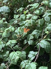 Polygonia satyrus