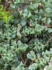 Oscularia deltoides