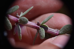 Hippuris tetraphylla