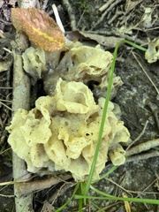 Sebacina sparassoidea