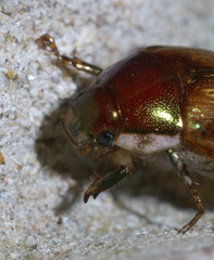 Callistethus marginatus