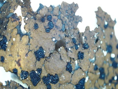 Umbilicaria hyperborea hyperborea