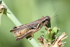 Melanoplus