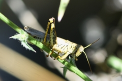 Melanoplus differentialis