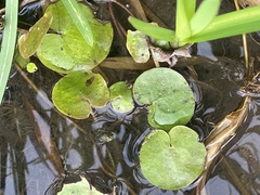 Hydrocharis morsus-ranae