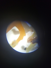 Littorinimorpha