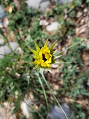 Tragopogon dubius