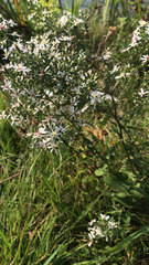 Symphyotrichum urophyllum