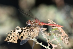 Sympetrum pallipes