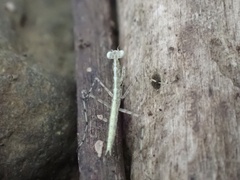 Tropidomantis kawaharai