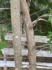 Oxydendrum